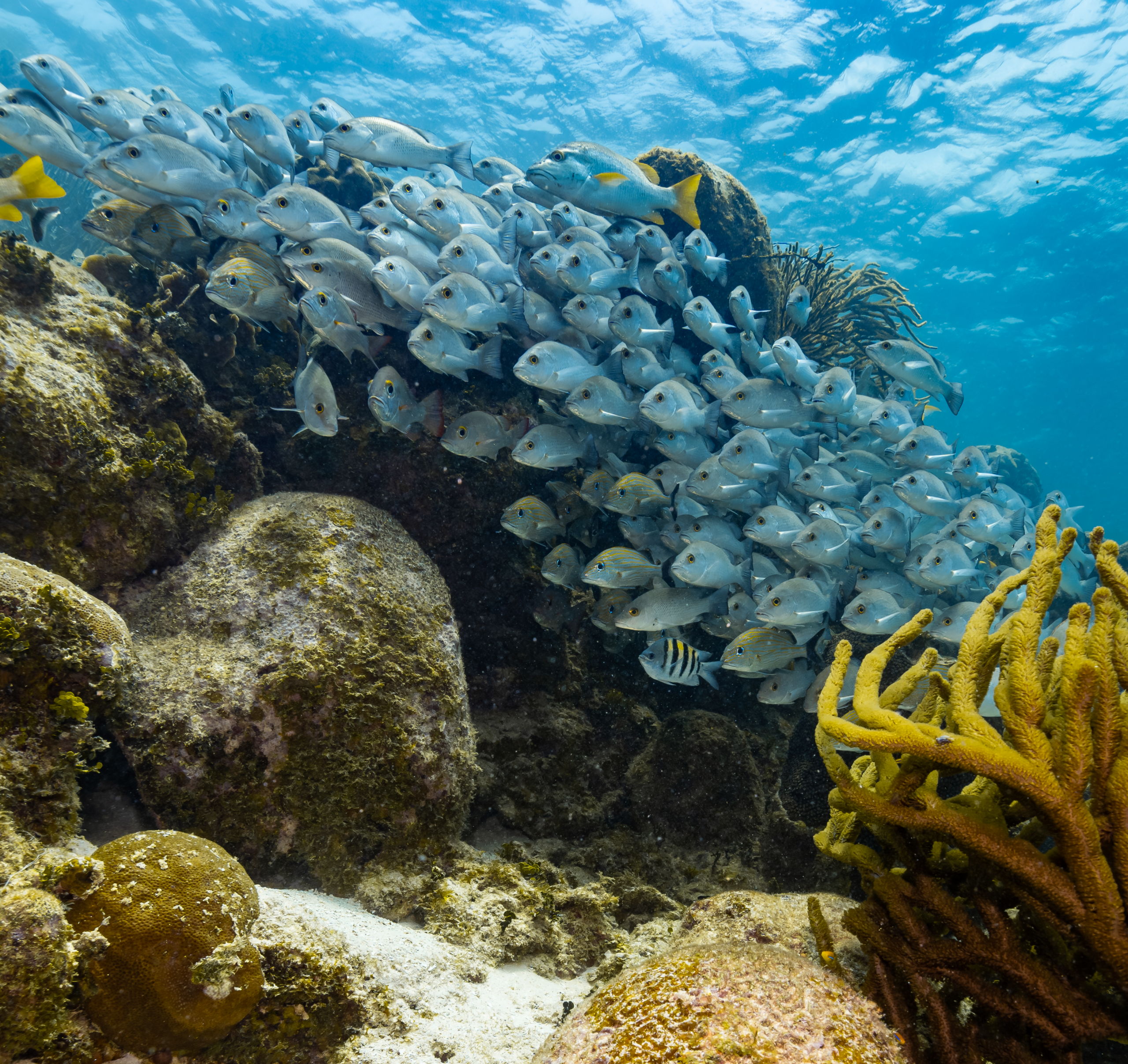 School of fish chilling among reef - Hol Chan