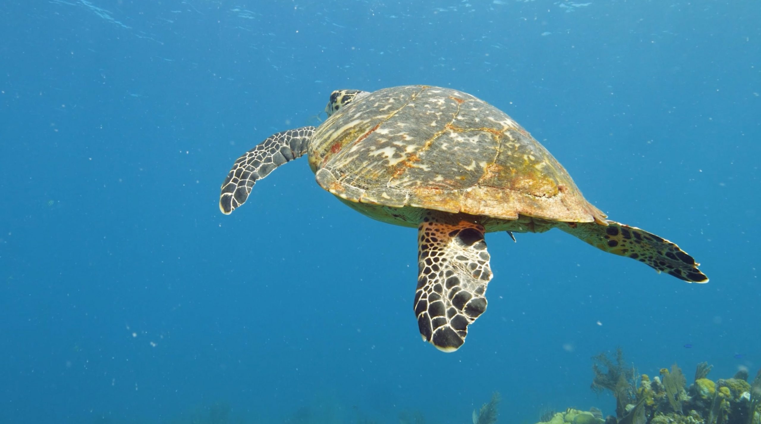 seaturtle_2